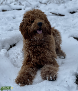Beautiful Red Goldendoodle Listing Image