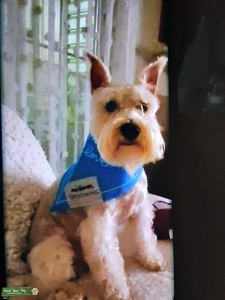 Miniature Schnauzer Listing Image