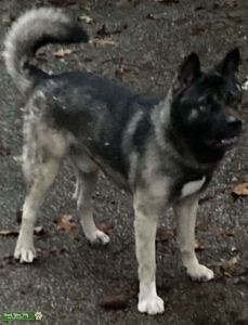 Akita Listing Image