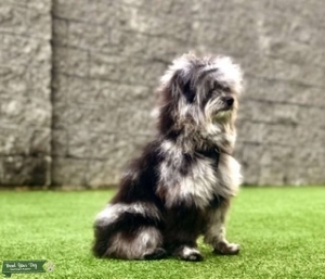 Amazing Blue Merle Pomapoo Stud Listing Image