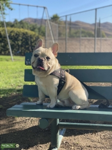 Cream French Bulldog Listing Image