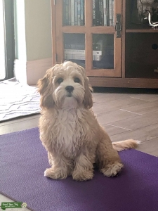 Stud dog  Listing Image