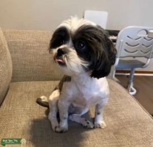 SIR OREO THE STUD FOR SERVICE – MALSHI  Listing Image