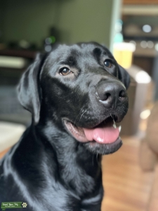 AKC Black Lab Stud Listing Image