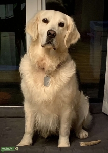 Golden Retriever English Cream Listing Image