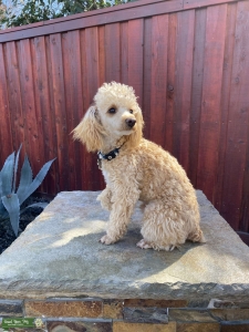 Toy poodle Pure bred stud  Listing Image