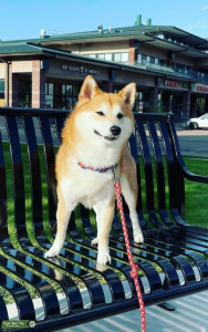 Tan Shiba Inu Male Listing Image