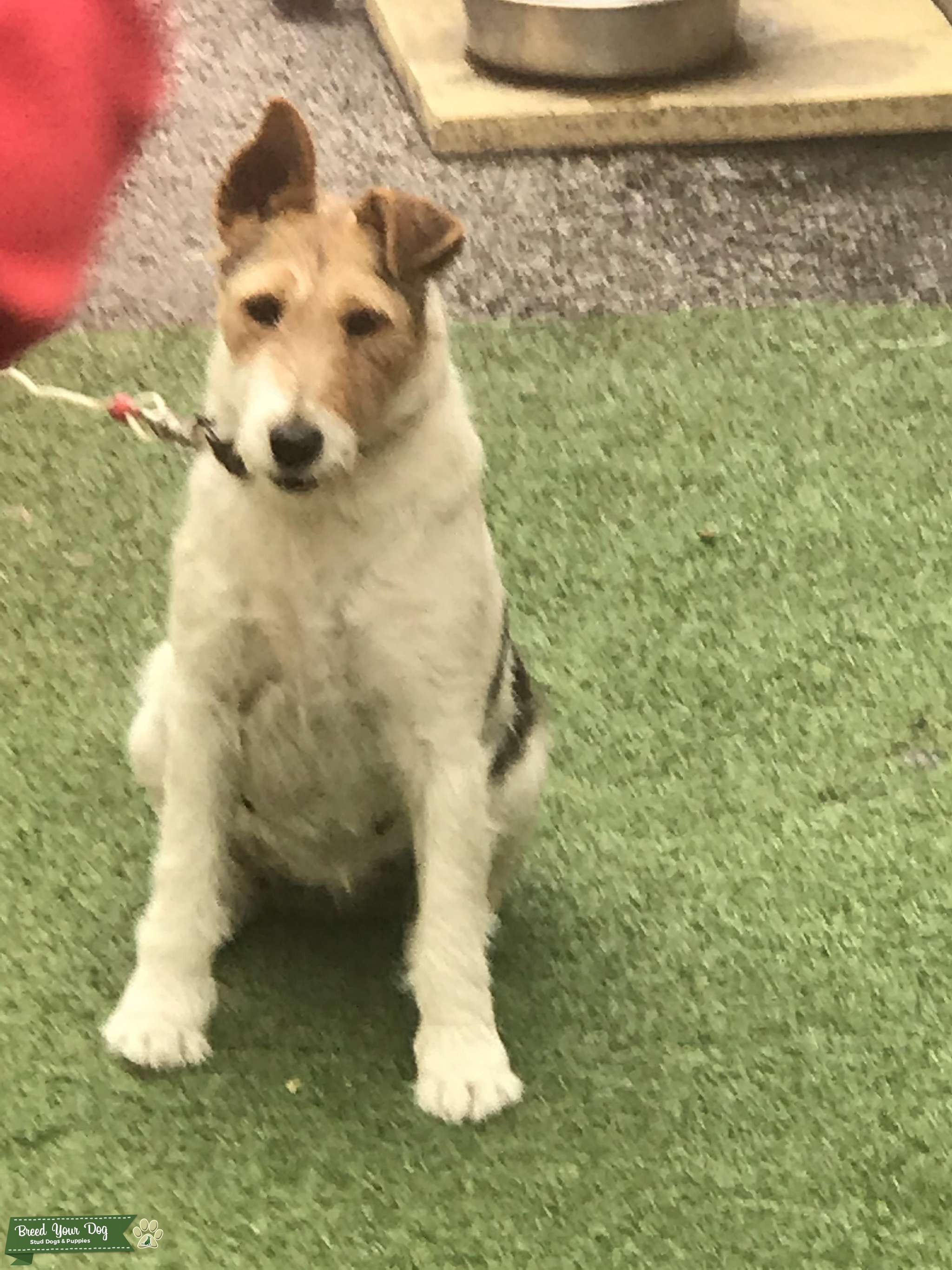 Pure bred fox terrier Stud Dog in Surrey , the United States Breed