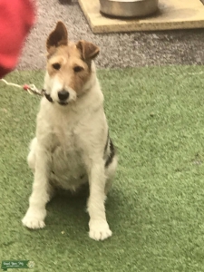 Pure bred fox terrier Listing Image