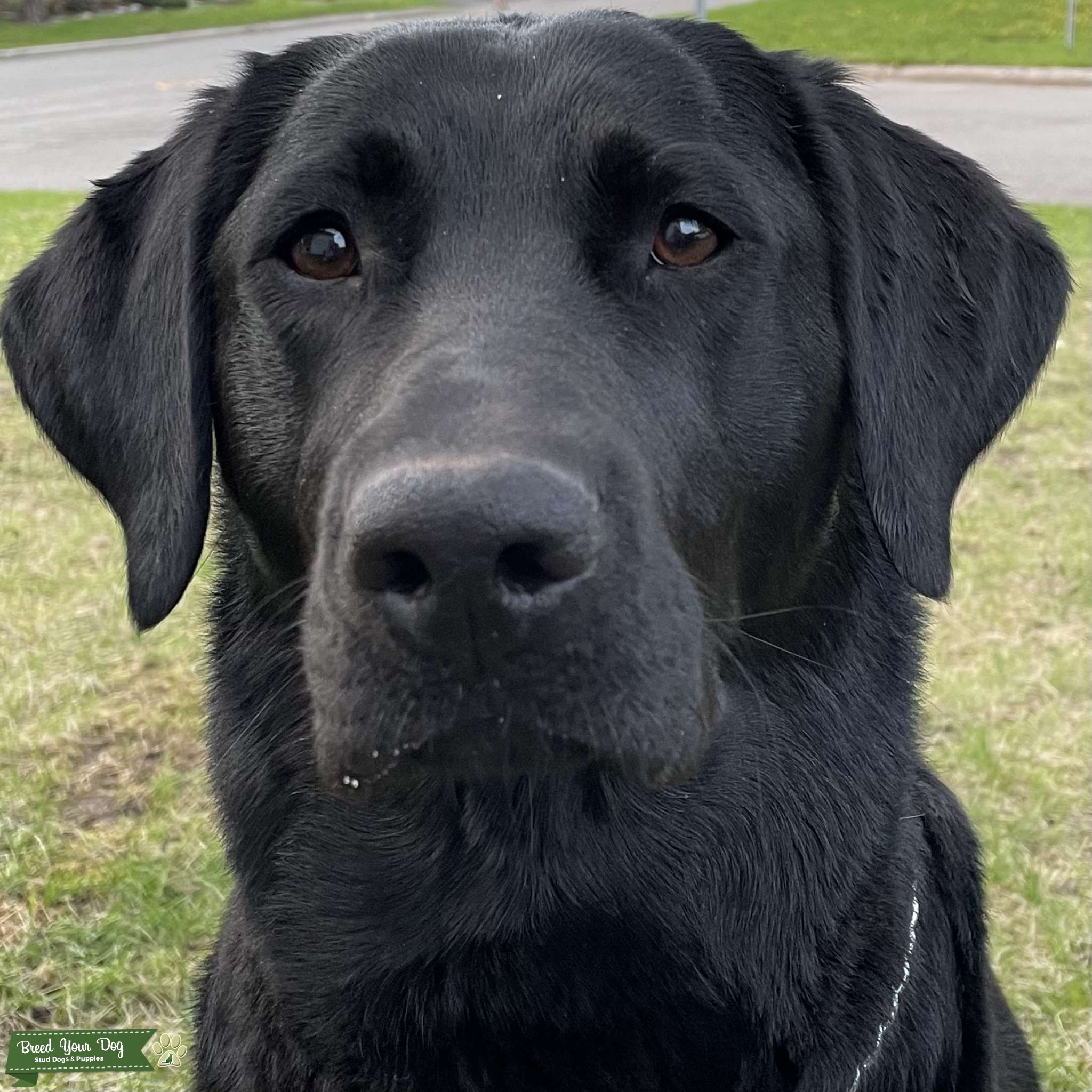 Black Labrador Retriever Stud Dog in Ontario, United States Breed