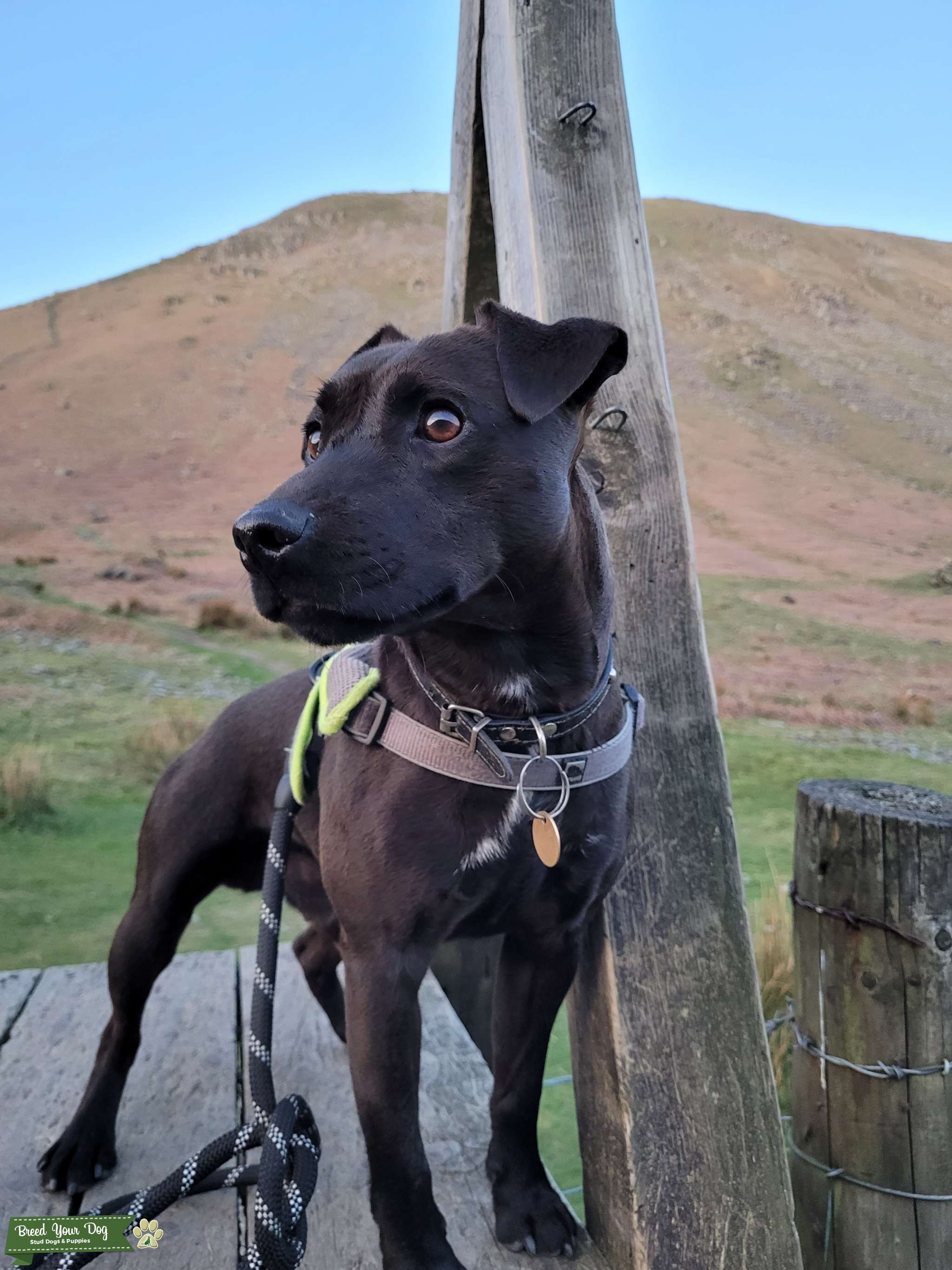 Stunning Smooth Coated Patterdale Terrier Stud Dog in Cumbria, the