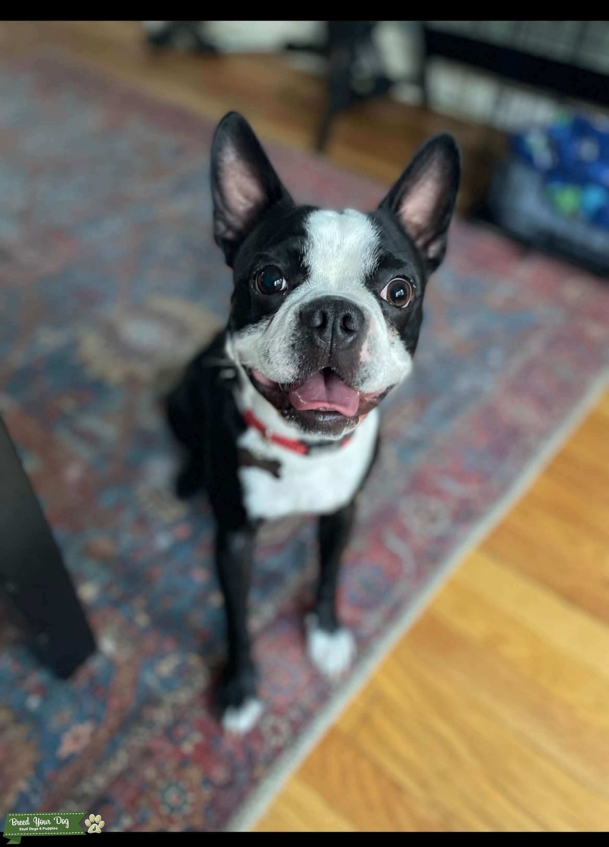 Pure Breed Boston Terrier Stud Stud Dog Illinois Breed Your Dog