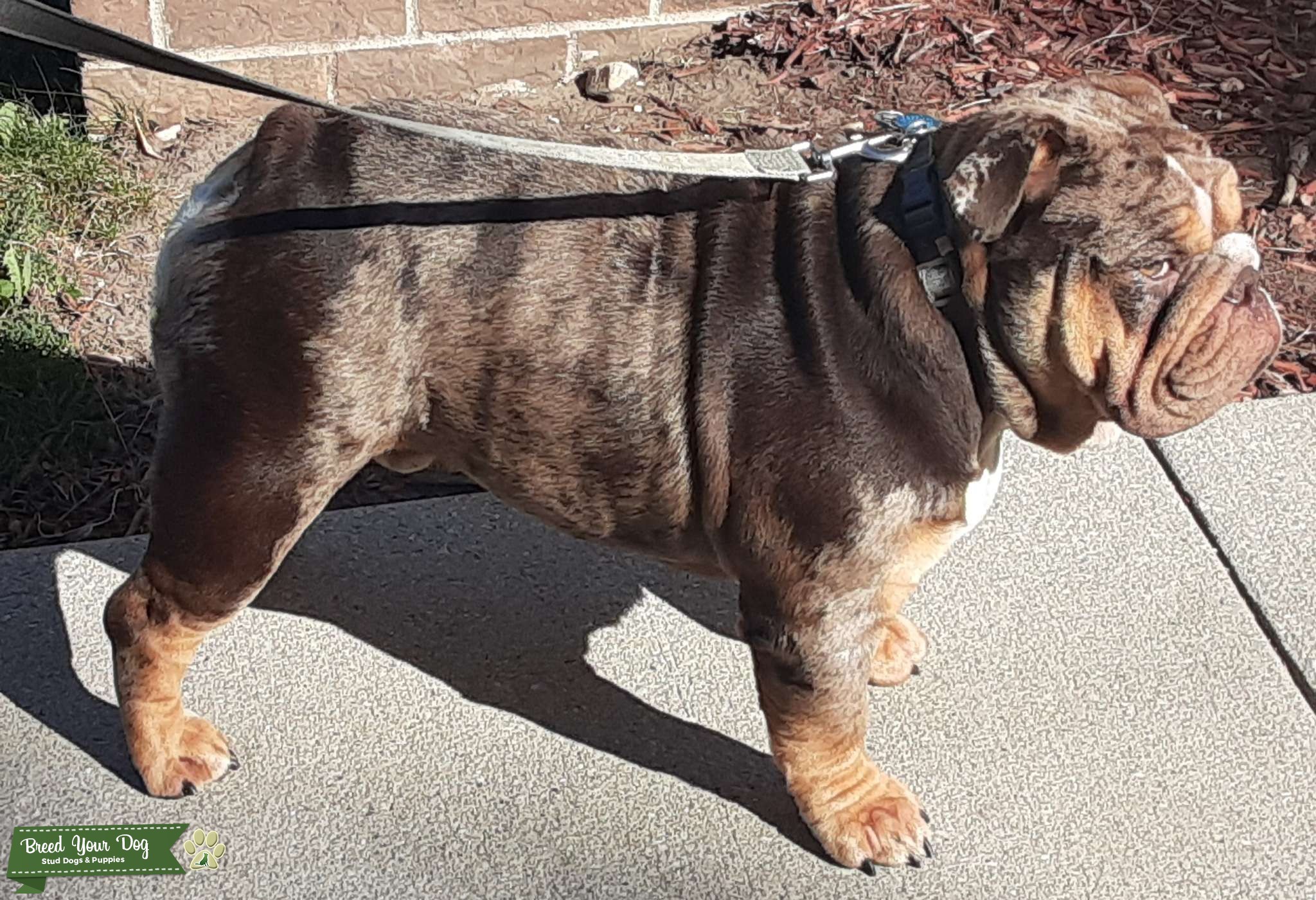 Merle Tri Chocolate English Bulldog Stud Service Stud Dog in