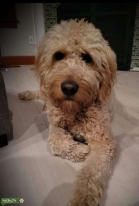F1 Medium Goldendoodle Listing Image