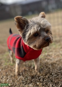 Miniature Yorkie stud Dog Listing Image