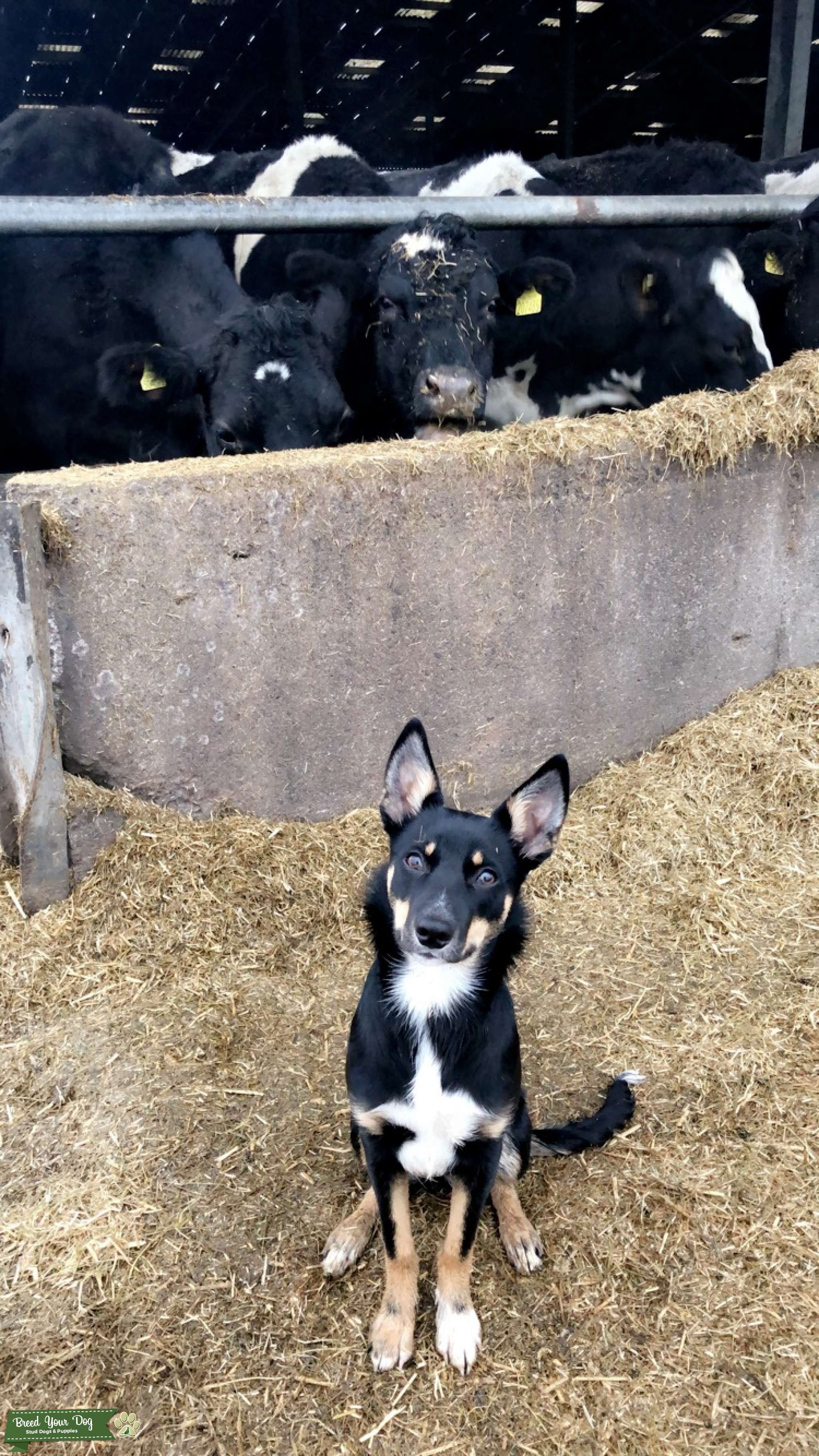 Black, White & Tan Stud Dog in Devon , United States Breed Your Dog