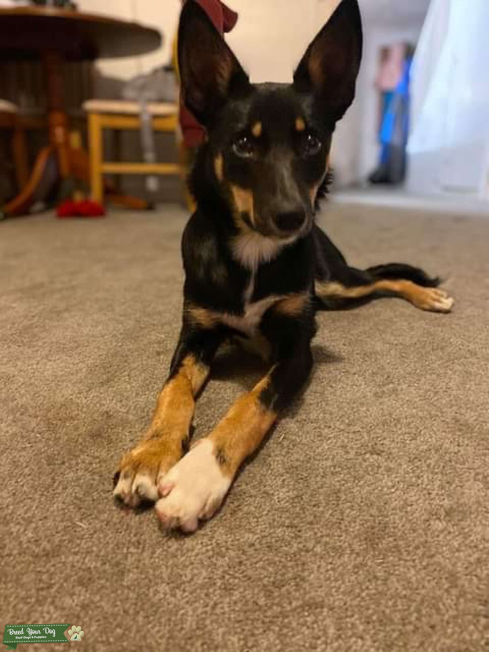 Black, White & Tan Stud Dog in Devon , United States Breed Your Dog