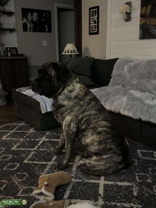 Brindle English mastiff  Listing Image