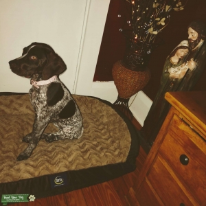 Liver roan gsp female  Listing Image