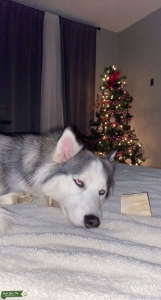 Siberian Husky Listing Image