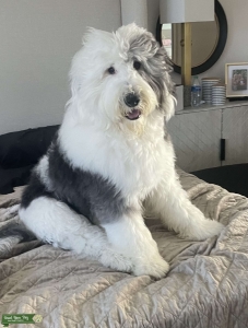 Sheepadoodle stud  Listing Image