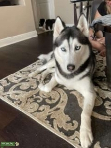 Zeus looking to mate  Listing Image