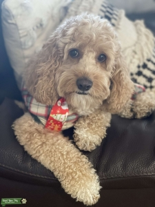 Stud dog Listing Image