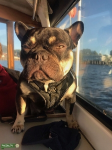 French Bulldog stud Russian line  Listing Image