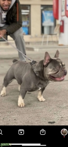 Blue Tri Frenchie  Listing Image