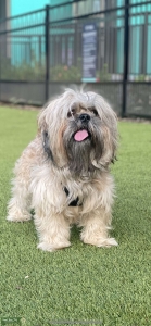 SHIH TZU STUD Listing Image