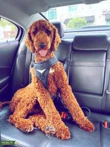 Red Royal Standard Poodle Stud Listing Image