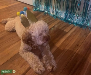 Male Cockapoo Stud Listing Image