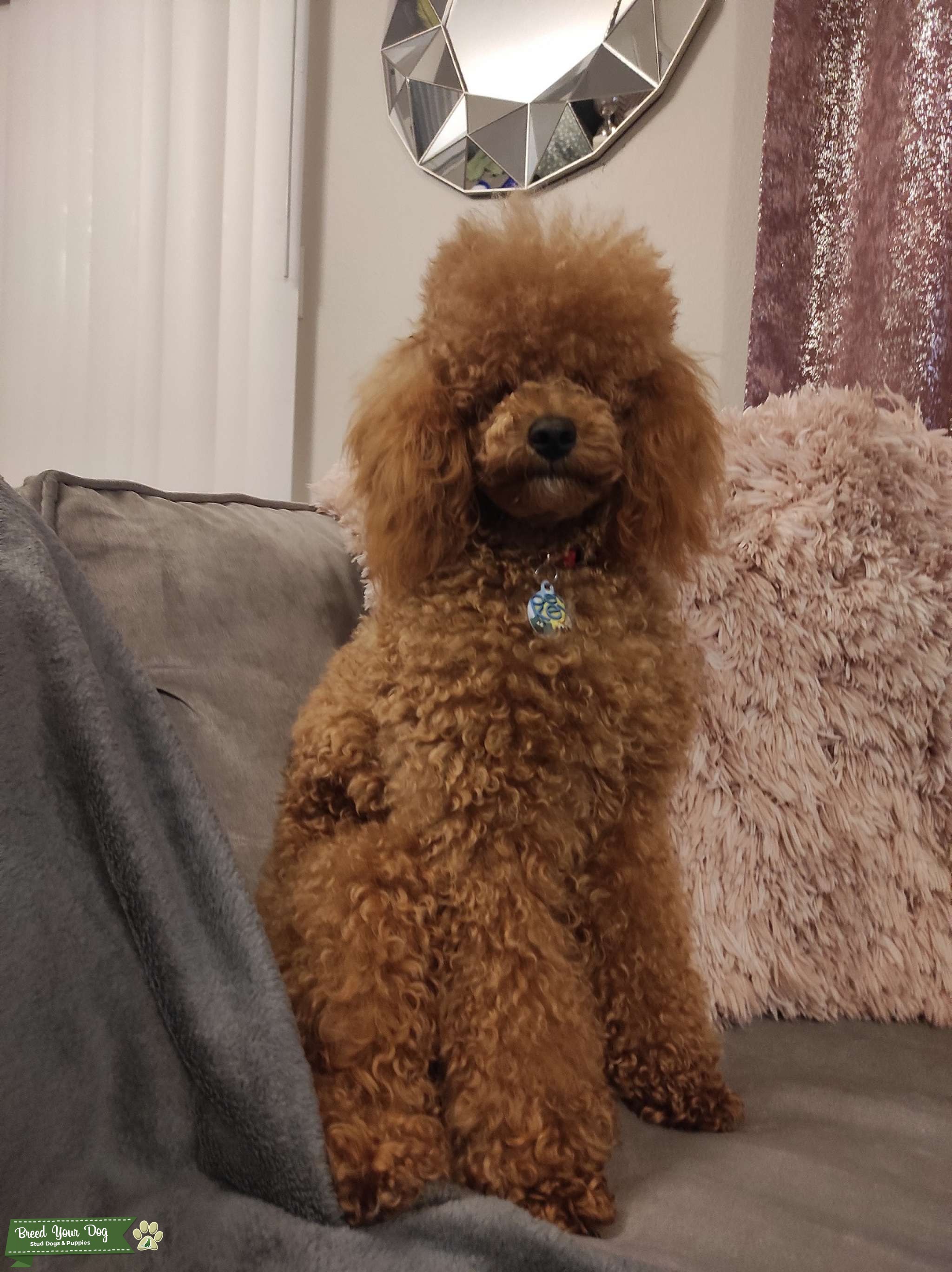 Apricot Toy Poodle Bryson Stud Stud Dog NORTH CAROLINA Breed Your Dog