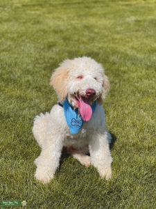 White Goldendoodle  Listing Image