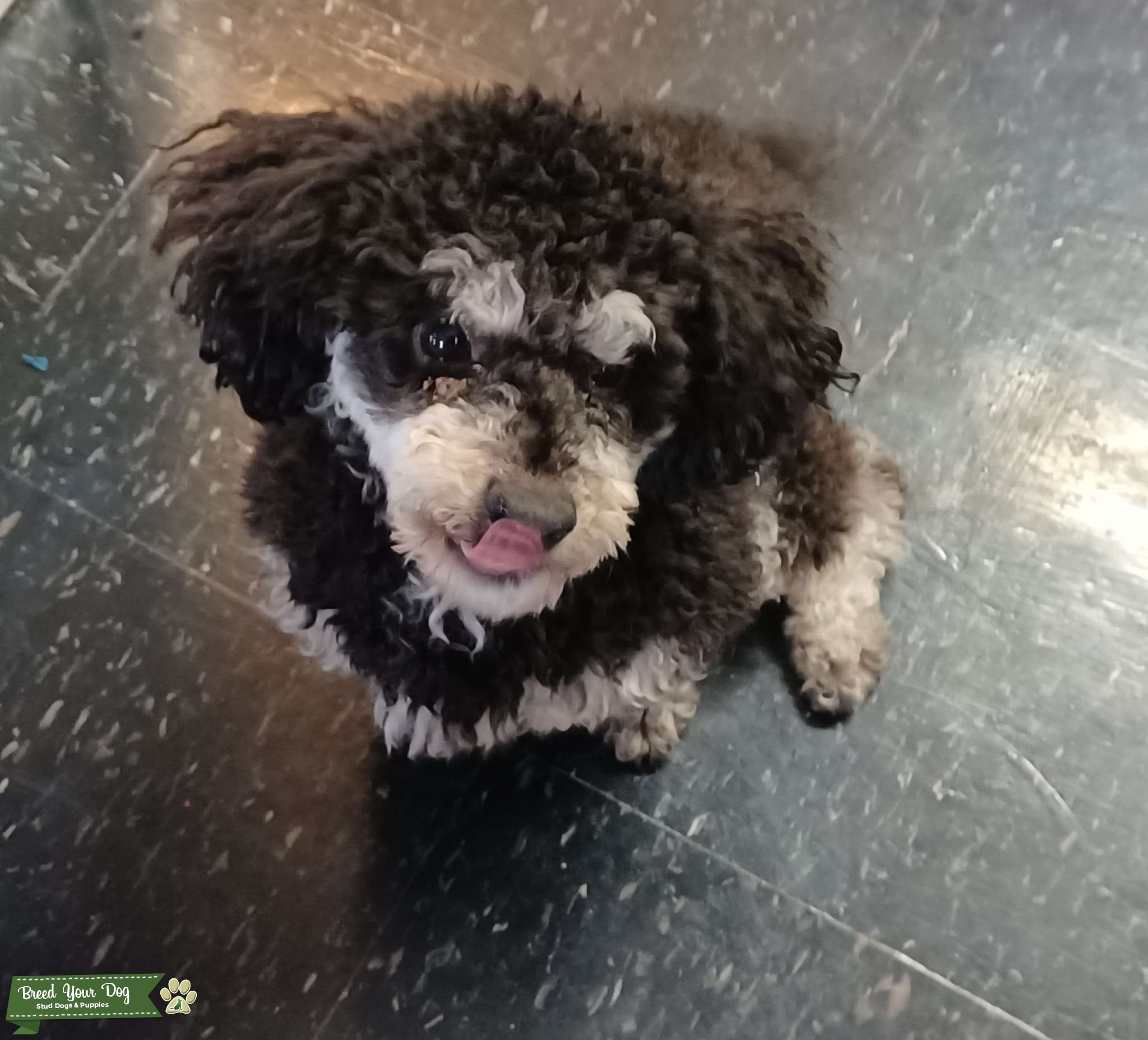 Toy poodle phantom stud Stud Dog Michigan Breed Your Dog