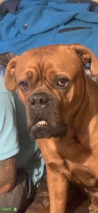 Bitch looking for stud  Listing Image