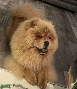 Chow Chow Available for Stud Listing Image