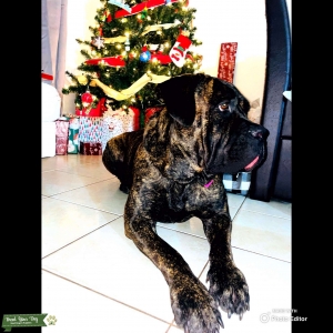 Purebred Brindle Cane Corso Listing Image