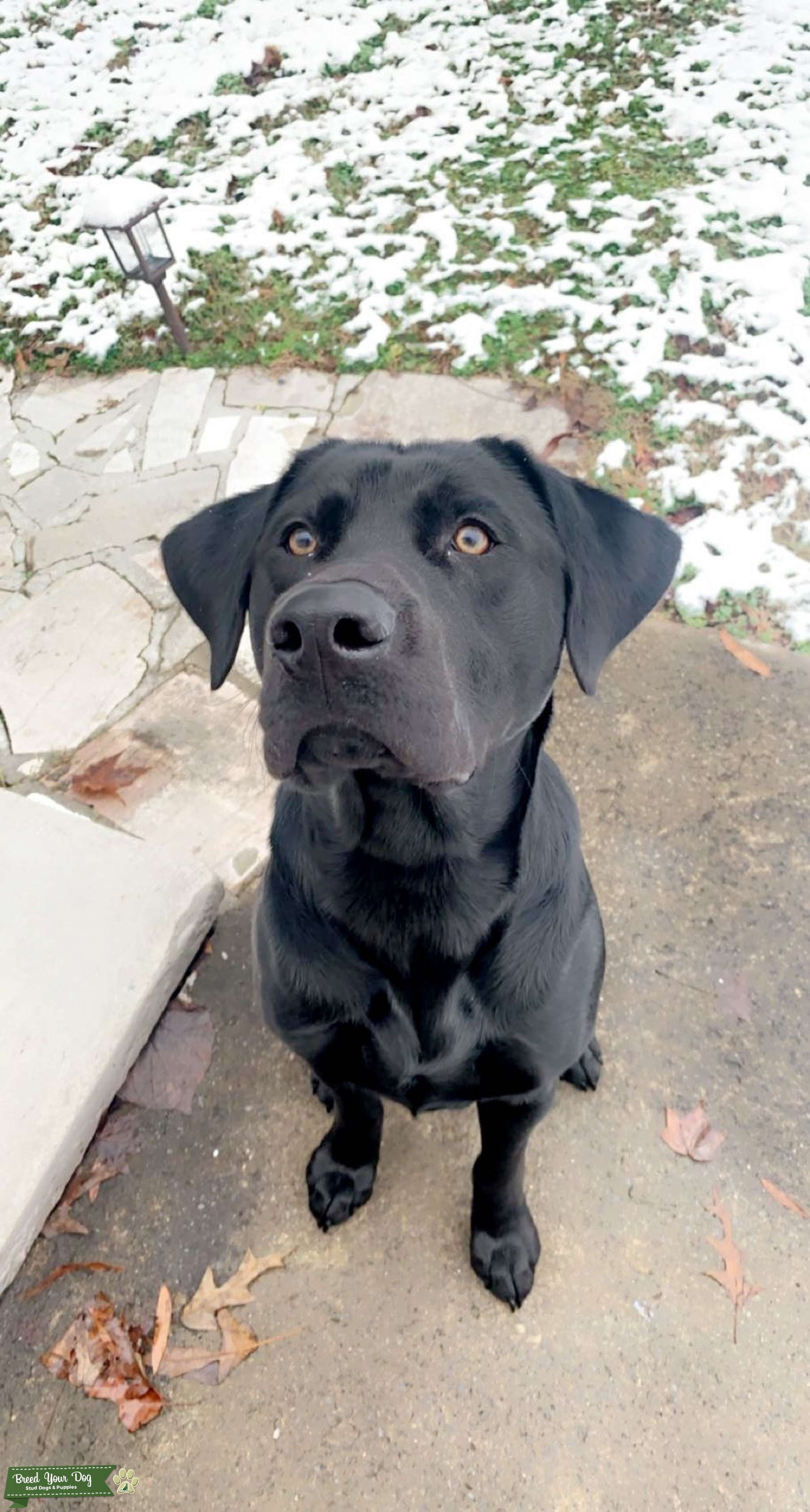 Black Labrador Retriever Stud Dog in Knoxville, the United States