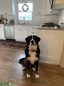 Bernese Mountain Dog Listing Image