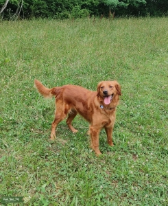 AKC Dark Red Golden Retriever Listing Image