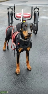 Doberman Stud - Fully OFA tested and Certified Listing Image