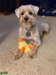 Male Schnoodle Stud Listing Image
