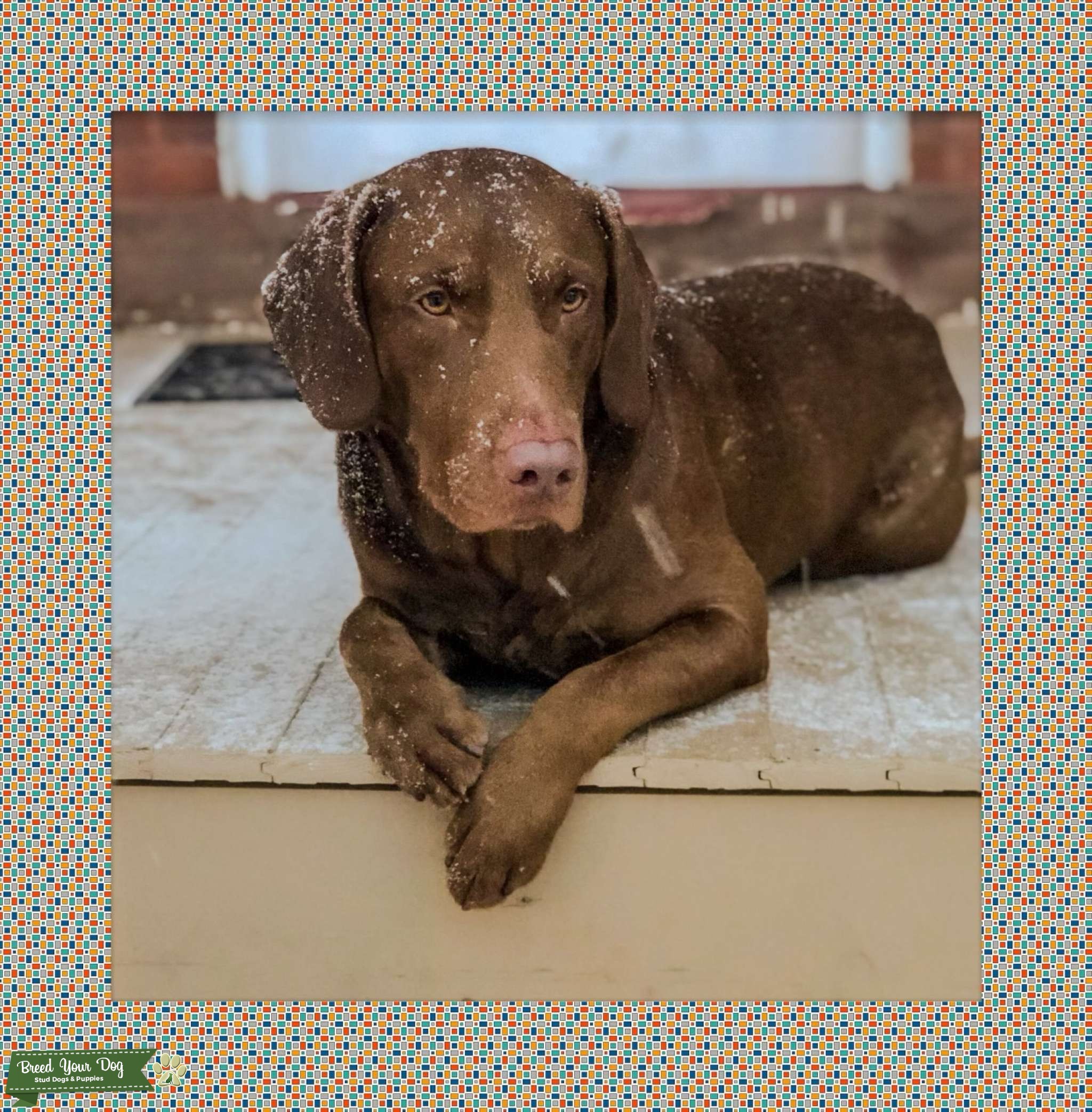 AKC Chocolate Lab Stud Dog Connecticut Breed Your Dog