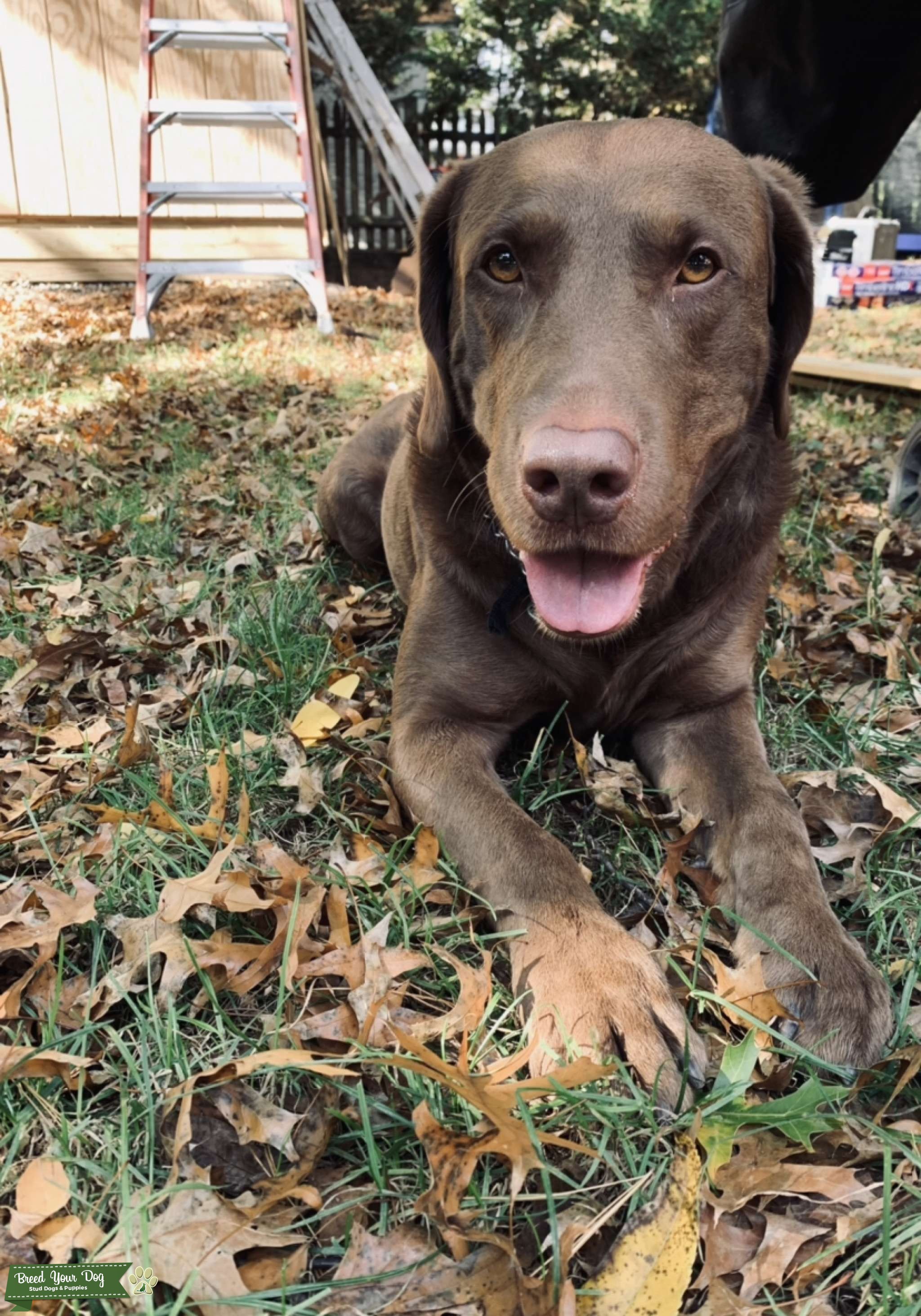 AKC Chocolate Lab Stud Dog in Connecticut, United States Breed Your Dog