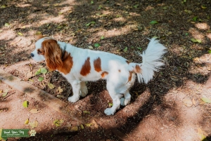 Lovely Blenheim (chestnut and white) Cavalier KCS looking to breed Listing Image