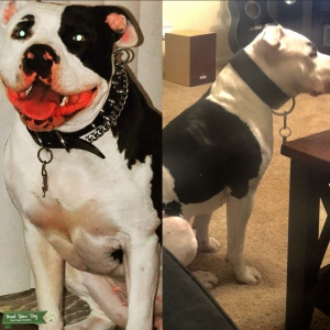 American Bully Bitch Listing Image