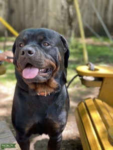 AKC Registered Rottweiler - Stud Service  Listing Image