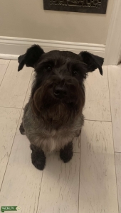 Male AKC Stud Listing Image