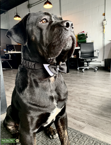 3 YR OLD MALE CANE CORSO LOOKING FOR MATE Listing Image